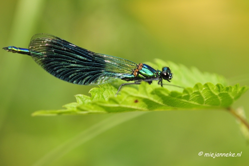 _DSC5847a.JPG - Rondje Brabant