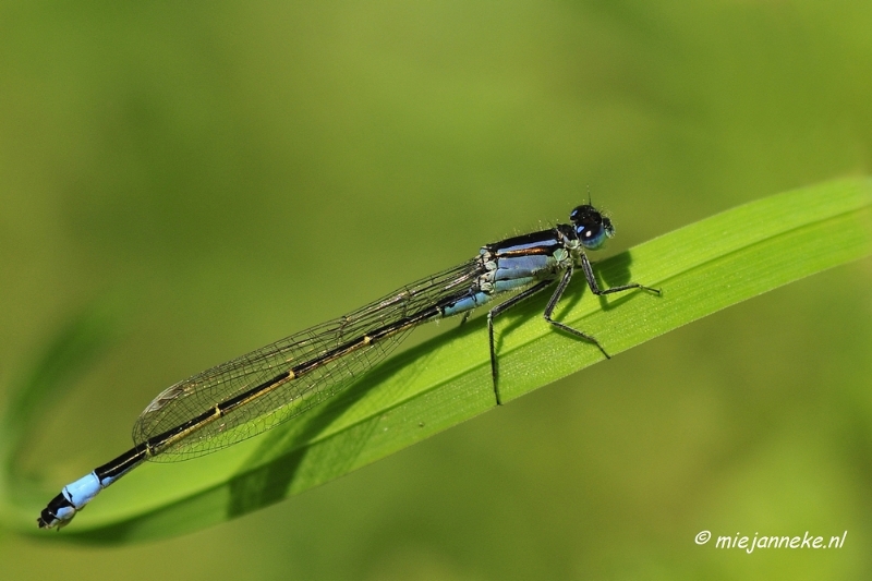 _DSC4066a.JPG - Tiengemeten