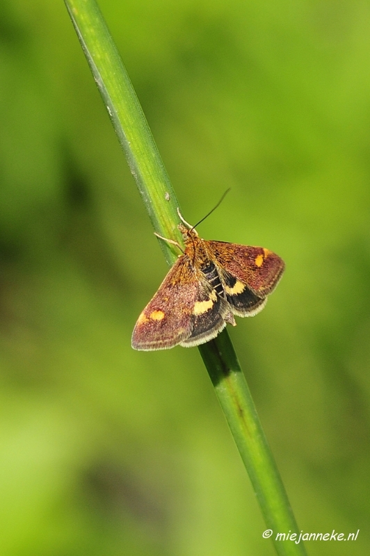 _DSC4090.JPG - Tiengemeten