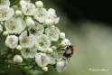 Macro in de Oostvaarders plassen