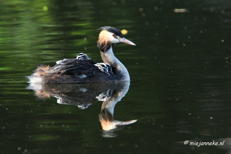 DSC_2133.JPG - Fuut met jonge