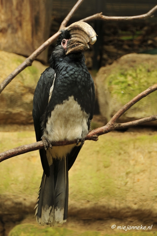 10 mei vogel005.JPG - Mondo Verde