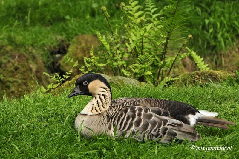 10 mei vogel007.JPG - Mondo Verde