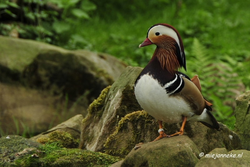 10 mei vogel012.JPG - Mondo Verde