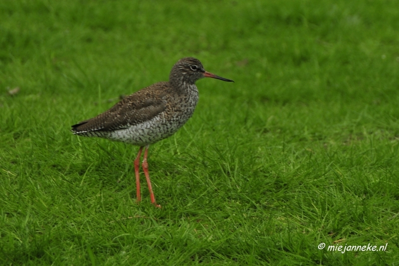 10 mei vogel017.JPG - Mondo Verde