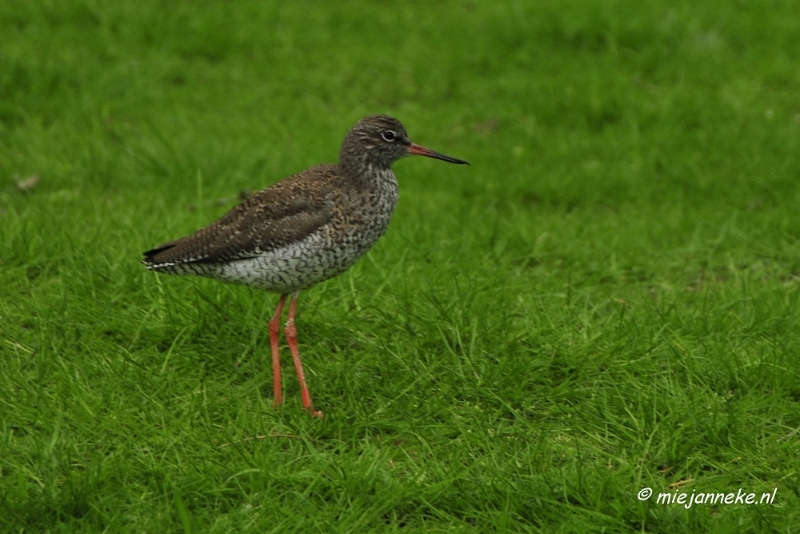 10 mei vogel017.JPG - Mondo Verde