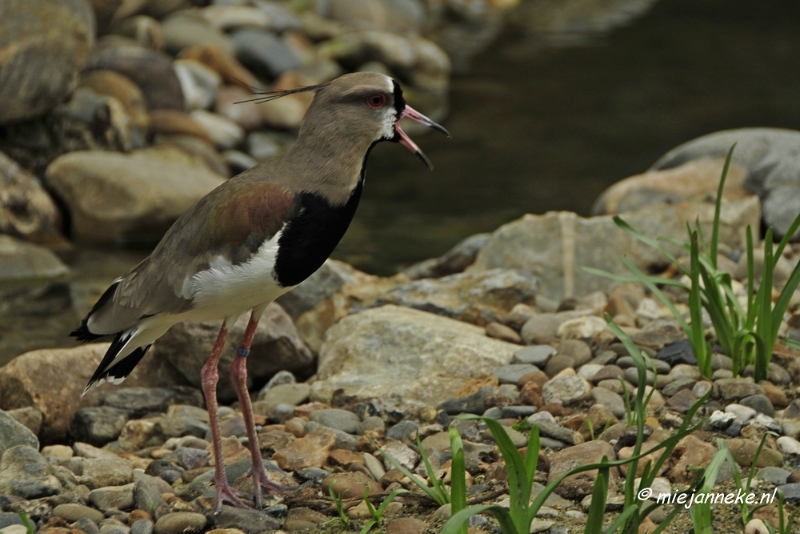 10 mei vogel018.JPG - Mondo Verde