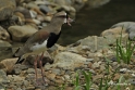 10 mei vogel018