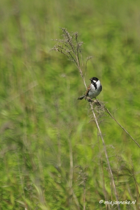 _DSC3776.JPG - Tiengemeten