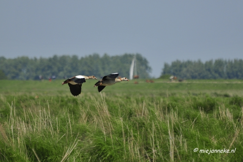 _DSC3800.JPG - Tiengemeten