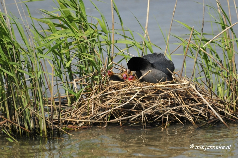 _DSC3820.JPG - Tiengemeten