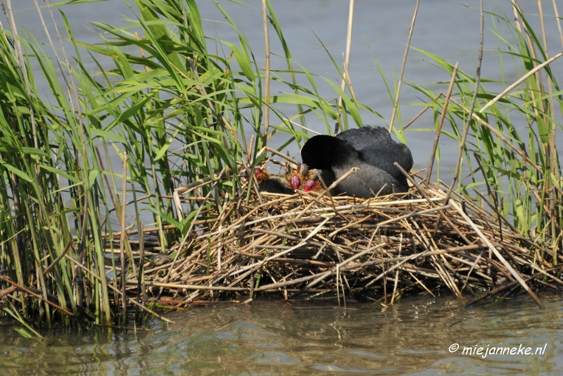 _DSC3820.JPG - Tiengemeten