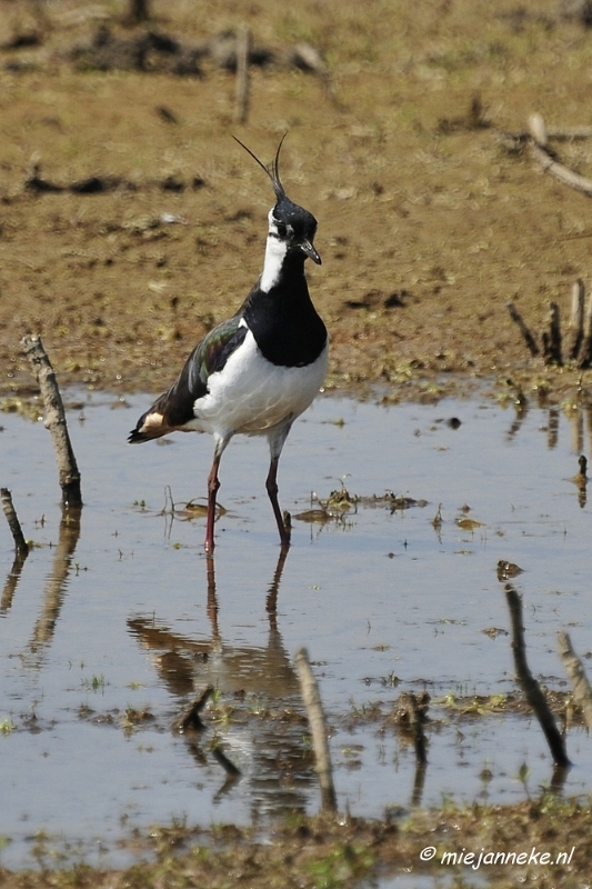 _DSC3848.JPG - Tiengemeten