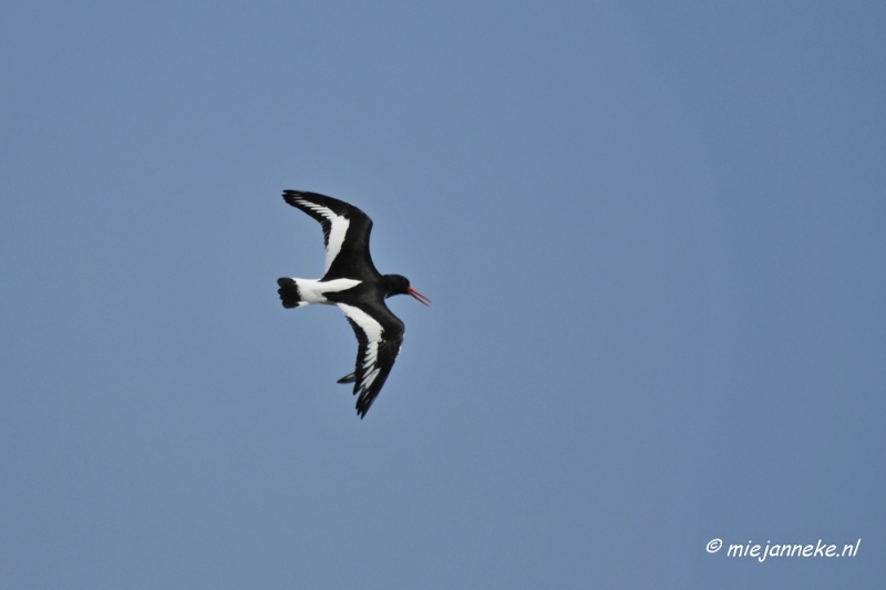 _DSC3977.JPG - Tiengemeten