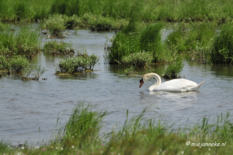 _DSC4051.JPG - Tiengemeten