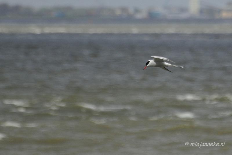 _DSC0075.JPG - Breskens