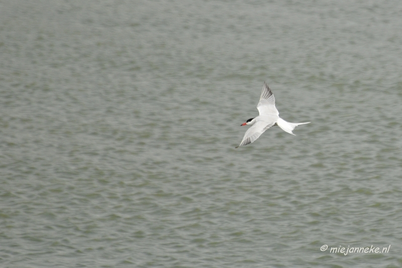 _DSC0086.JPG - Breskens