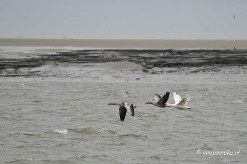 _DSC9353.JPG - Breskens