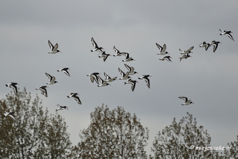 _DSC9687.JPG - Breskens