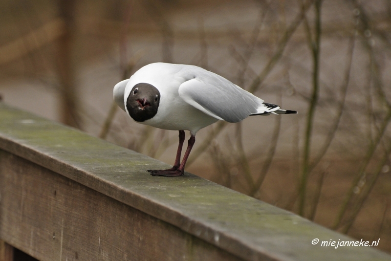 BB 16 maart 2013 40.JPG - Vogels Beekse Bergen