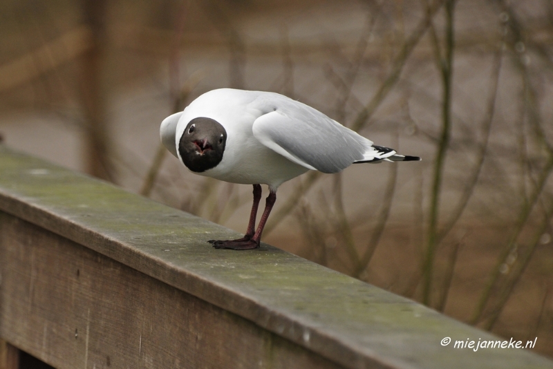 BB 16 maart 2013 40.JPG - Vogels Beekse Bergen