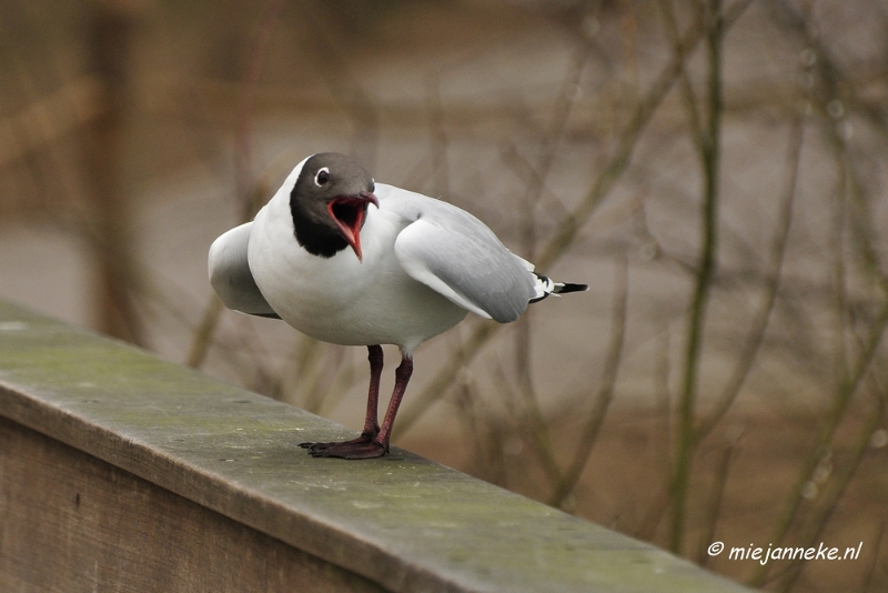 BB 16 maart 2013 41.JPG - Vogels Beekse Bergen