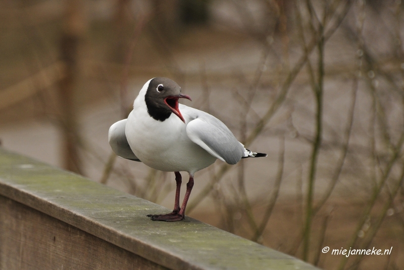 BB 16 maart 2013 42.JPG - Vogels Beekse Bergen