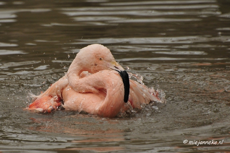 BB 16 maart 2013 47.JPG - Vogels Beekse Bergen