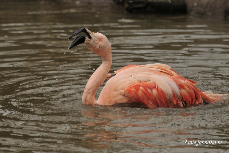 BB 16 maart 2013 51.JPG - Vogels Beekse Bergen