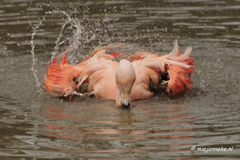 BB 16 maart 2013 52.JPG - Vogels Beekse Bergen