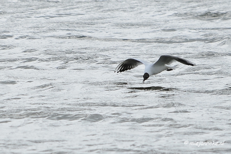 _DSC2242.JPG - Oostvaarders plassen