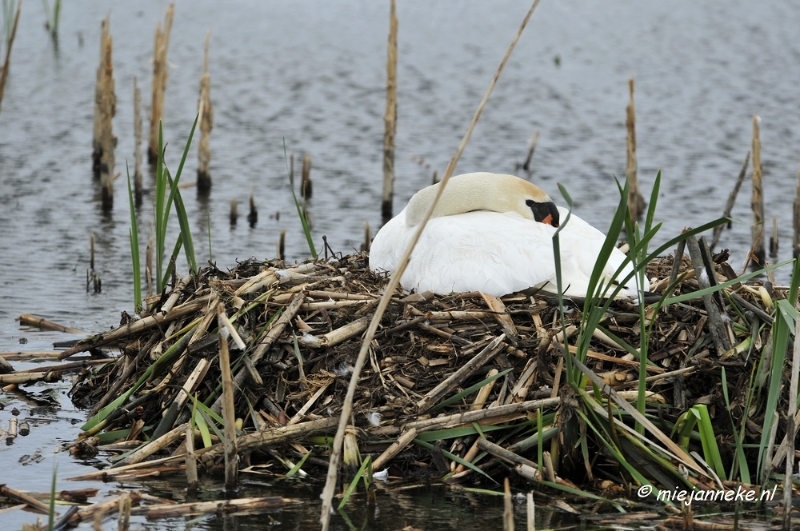 _DSC2293.JPG - Oostvaarders plassen