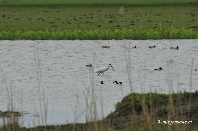 _DSC2819.JPG - Oostvaarders plassen