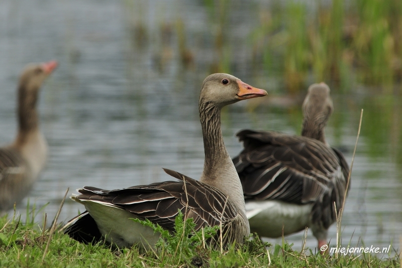 _DSC2897.JPG - Oostvaarders plassen