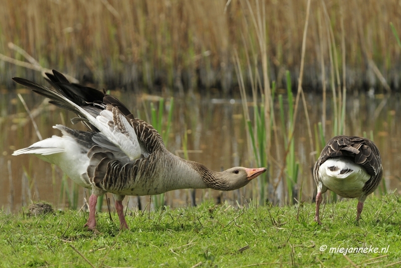 _DSC2916.JPG - Oostvaarders plassen