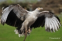 Roofvogelshow Beekse Bergen april