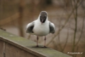 Vogels in de Beekse Bergen