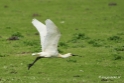 Vogels in de Oostvaarders plassen