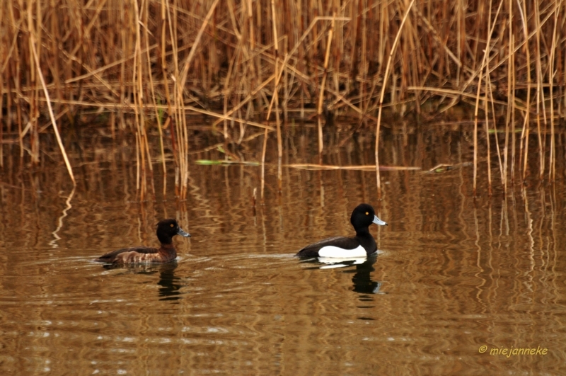 db1DSC_8008.JPG - Amsterdamse waterleiding duinen 2014