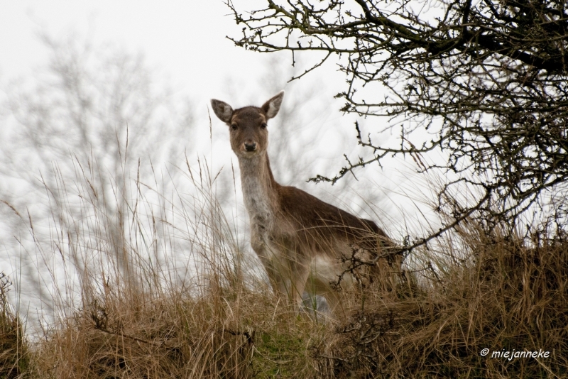 db1DSC_8031.JPG - Amsterdamse waterleiding duinen 2014