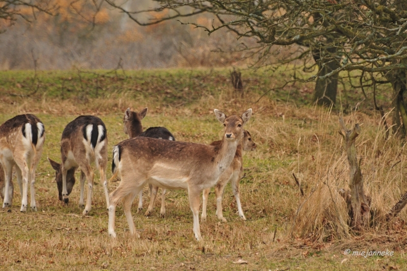 db1DSC_8067.JPG - Amsterdamse waterleiding duinen 2014