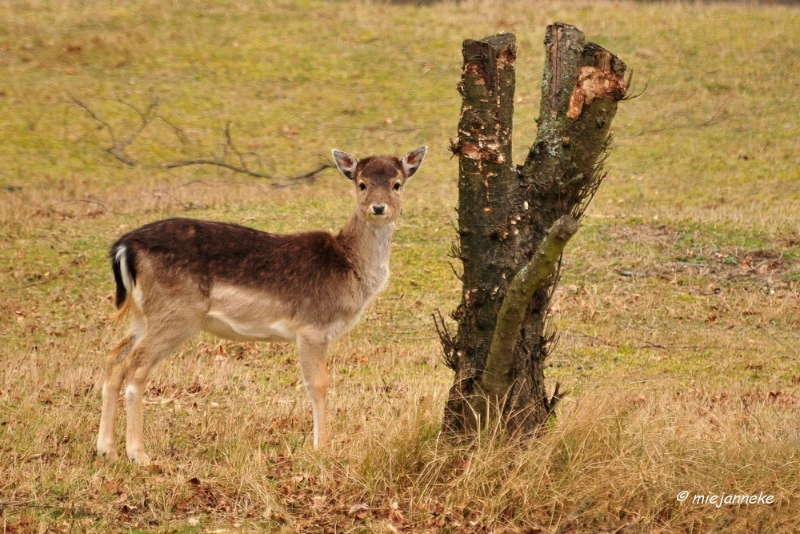 db1DSC_8071.JPG - Amsterdamse waterleiding duinen 2014