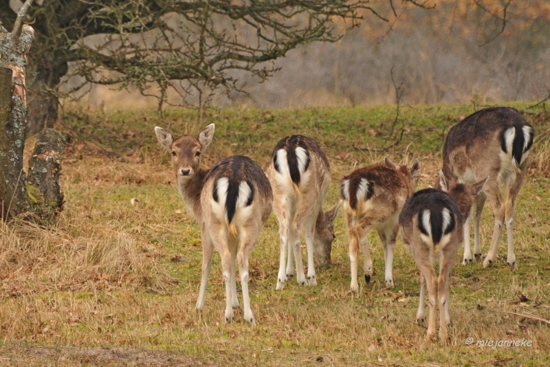 db1DSC_8079.JPG - Amsterdamse waterleiding duinen 2014