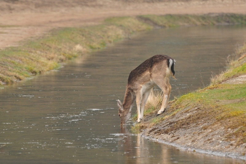 db1DSC_8094.JPG - Amsterdamse waterleiding duinen 2014