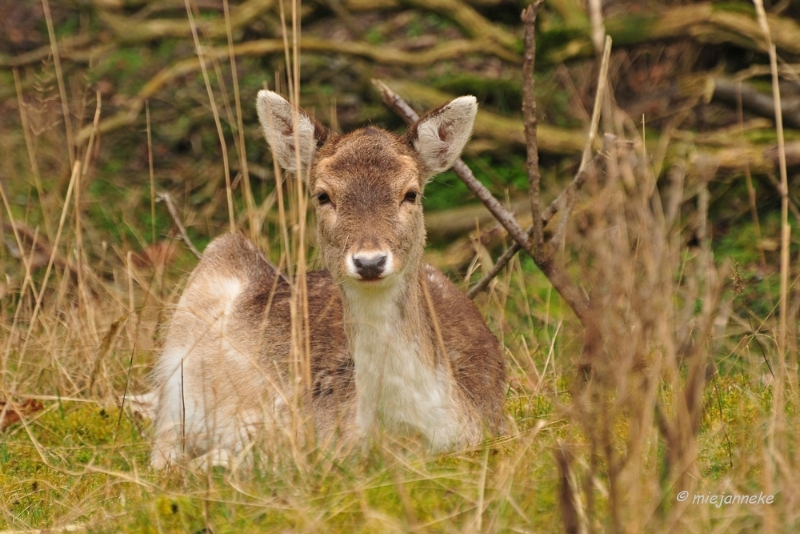 db1DSC_8116.JPG - Amsterdamse waterleiding duinen 2014