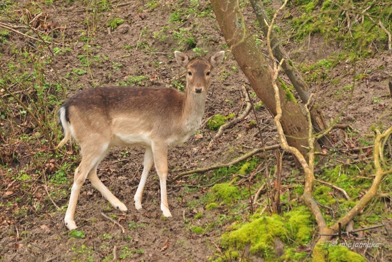 db1DSC_8117.JPG - Amsterdamse waterleiding duinen 2014