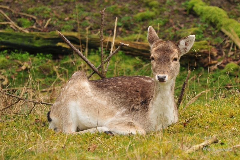 db1DSC_8130.JPG - Amsterdamse waterleiding duinen 2014