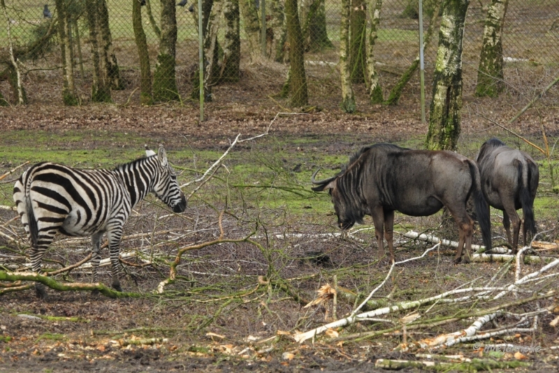 beeksebergen 02.JPG - Beekse Bergen  22 februari 2014