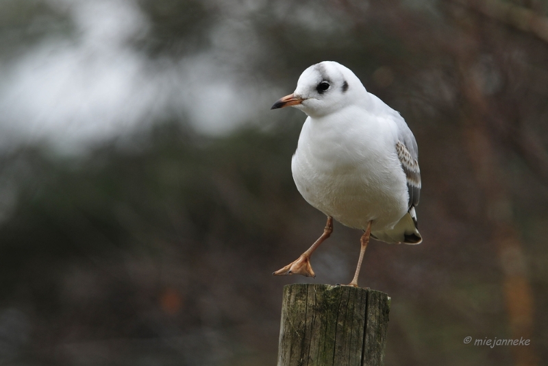 beeksebergen 20.JPG - Beekse Bergen  22 februari 2014