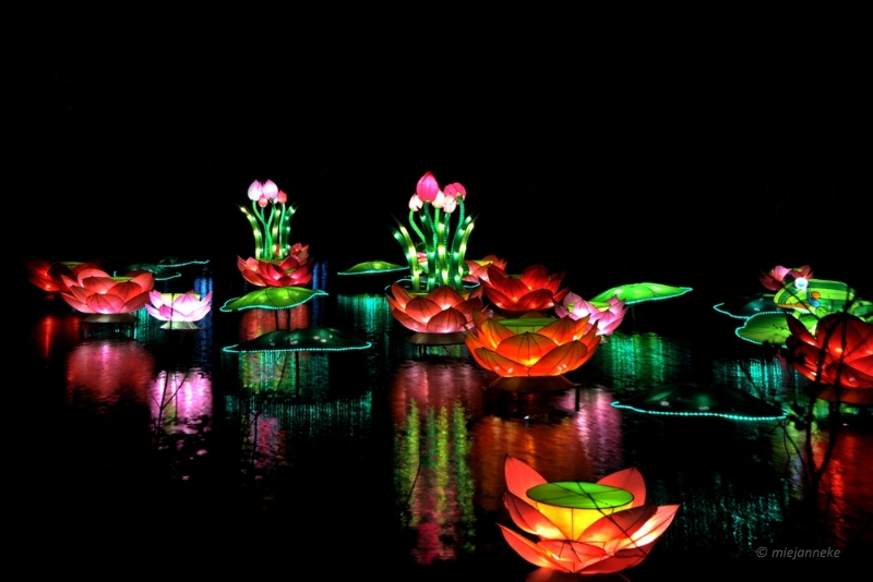 bdDSC_8309.JPG - China Light Festival Utrecht